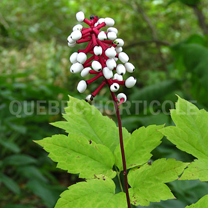 image de Actaea pachypoda 