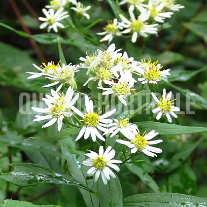 image de Doellingeria umbellata 