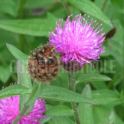 image de Centaurea nigra 