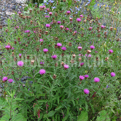 image de Centaurea nigra 