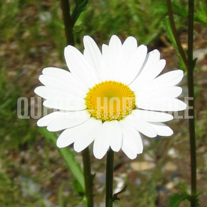 image de Leucanthemum vulgare 