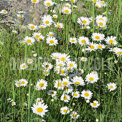 image de Leucanthemum vulgare 