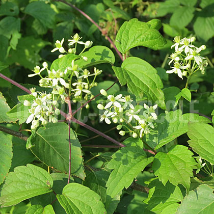 image de Clematis virginiana 