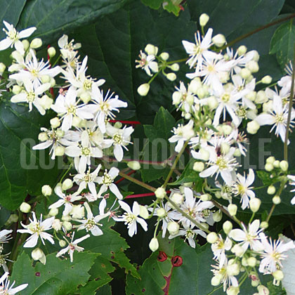 image de Clematis virginiana 