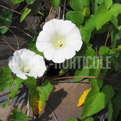 image de Calystegia sepium 