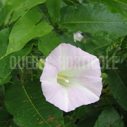 image de Calystegia sepium 