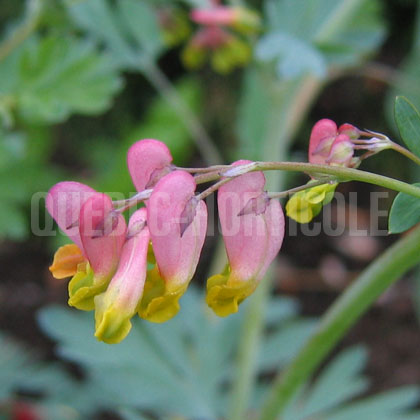 image de Capnoides sempervirens (Corydalis sempervirens) 