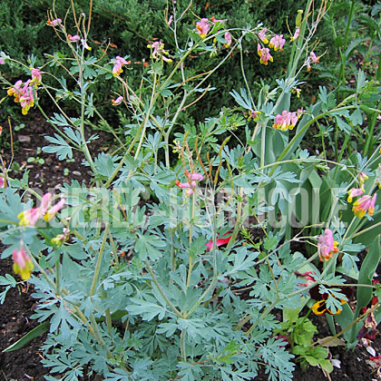 image de Capnoides sempervirens (Corydalis sempervirens) 