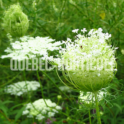 image de Daucus carota 