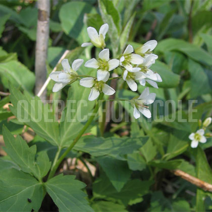 image de Cardamine diphylla (Dentaria diphylla) 