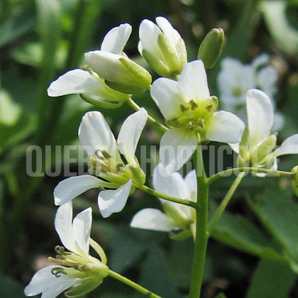 image de Cardamine diphylla (Dentaria diphylla) 