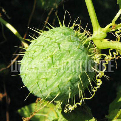 image de Echinocystis lobata 