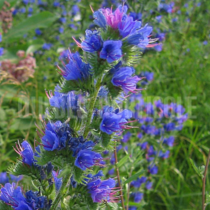 image de Echium vulgare 