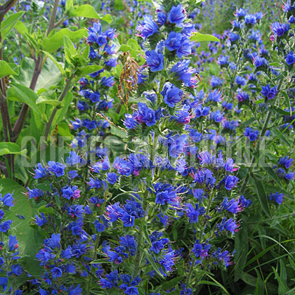 image de Echium vulgare 