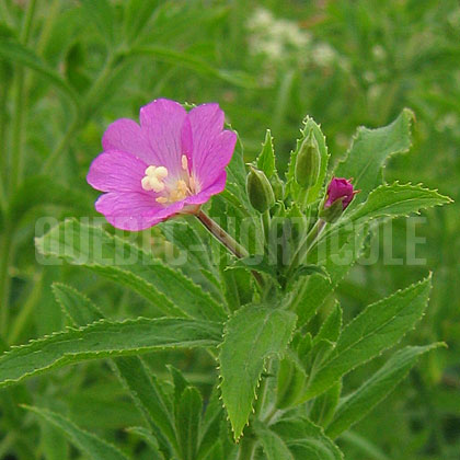 image de Epilobium hirsutum 