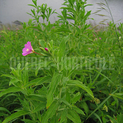 image de Epilobium hirsutum 