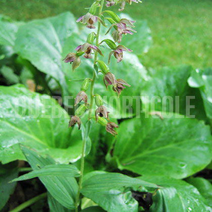 image de Epipactis helleborine 