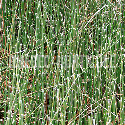 image de Equisetum hyemale 