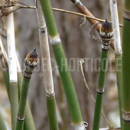 image de Equisetum hyemale 