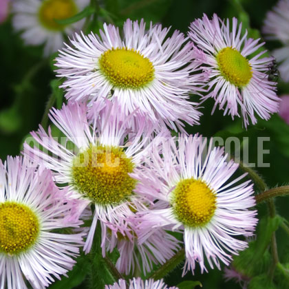 image de Erigeron philadelphicus 