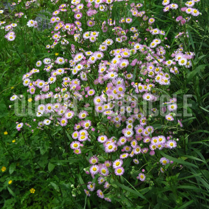 image de Erigeron philadelphicus 