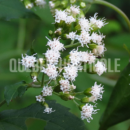 image de Ageratina altissima 