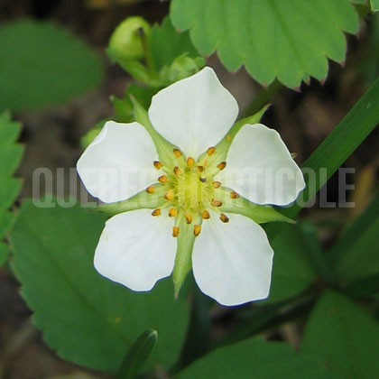 image de Fragaria vesca subsp. americana 