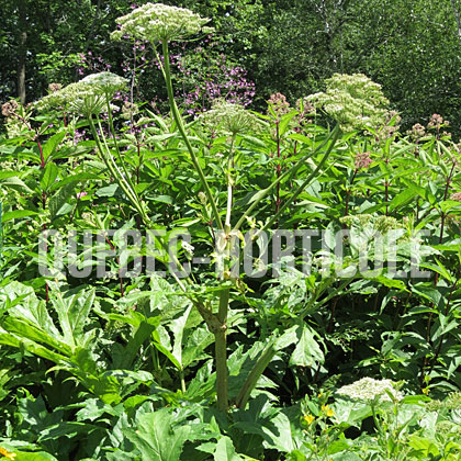 image de Heracleum mantegazzianum 