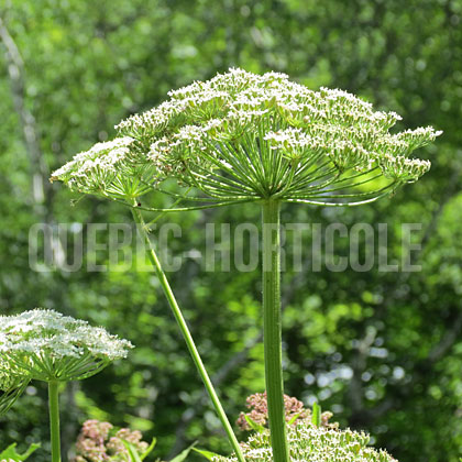 image de Heracleum mantegazzianum 