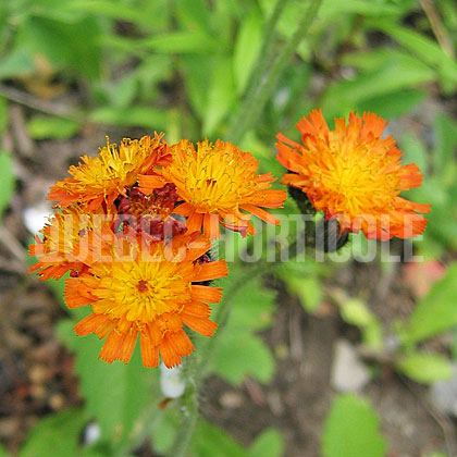 image de Pilosella aurantiaca 