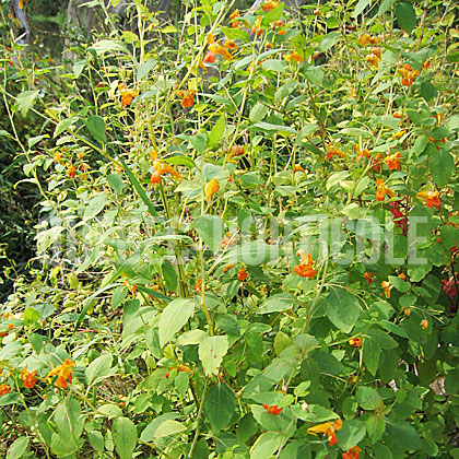 image de Impatiens capensis 