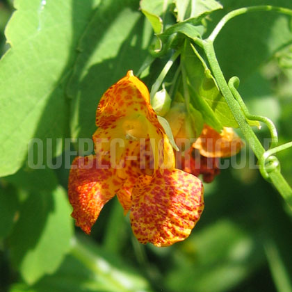 image de Impatiens capensis 