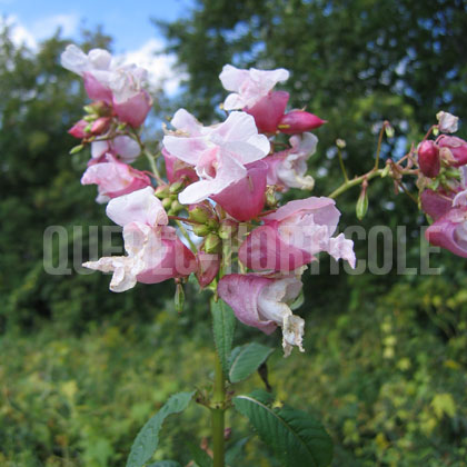 image de Impatiens glandulifera 