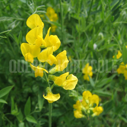 image de Lathyrus pratensis 