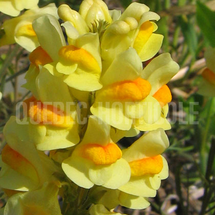 image de Linaria vulgaris 