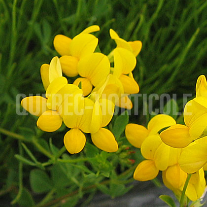 image de Lotus corniculatus 