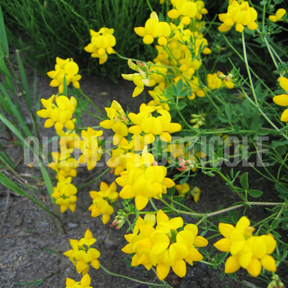 image de Lotus corniculatus 