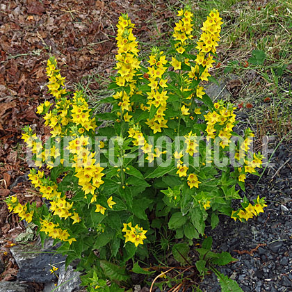 image de Lysimachia punctata 