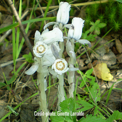 image de Monotropa uniflora 