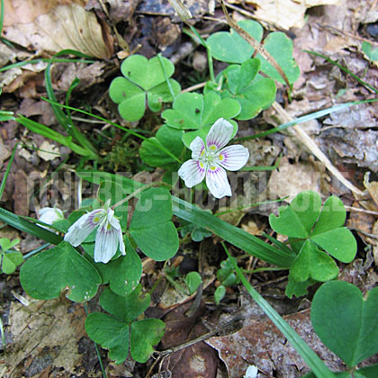 image de Oxalis montana 