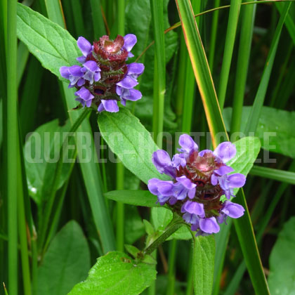 image de Prunella vulgaris 