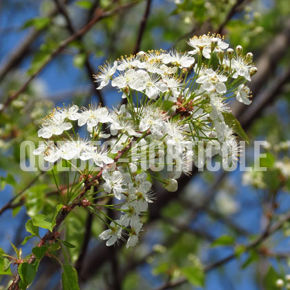 image de Prunus pensylvanica 