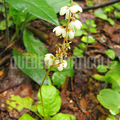 image de Pyrola elliptica 