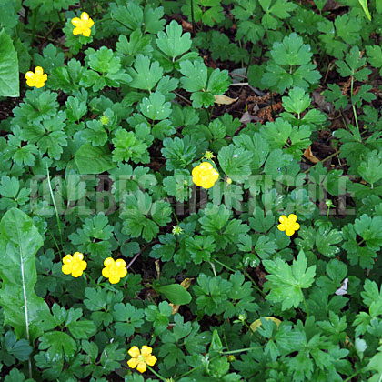 image de Ranunculus repens 