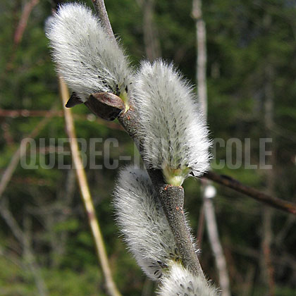 image de Salix discolor 