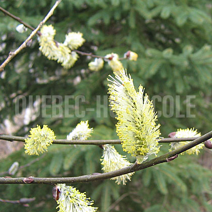 image de Salix discolor 