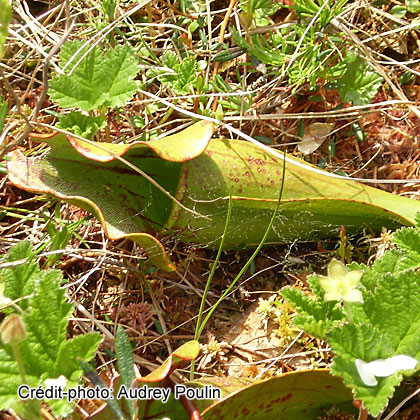 image de Sarracenia purpurea 