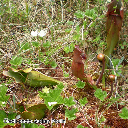 image de Sarracenia purpurea 