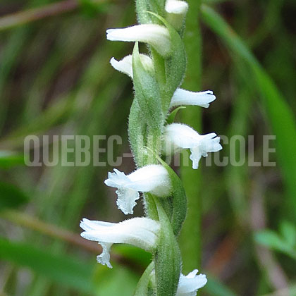 image de Spiranthes cernua 