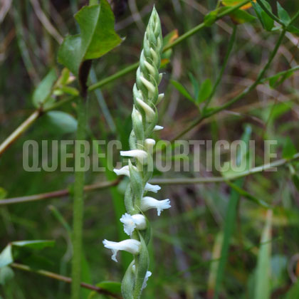 image de Spiranthes cernua 